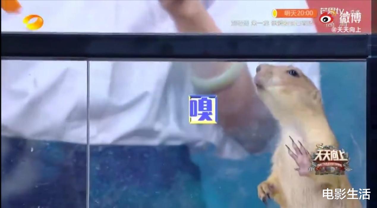 钱枫|王一博被土拨鼠拒绝、钱枫撞脸东华帝君,这期《天天向上》太有料