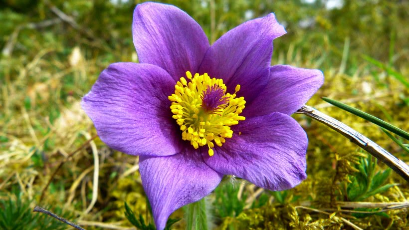 【运势】未来半年运势红火，事业兴旺，机遇很多，天降横财大运的四属相