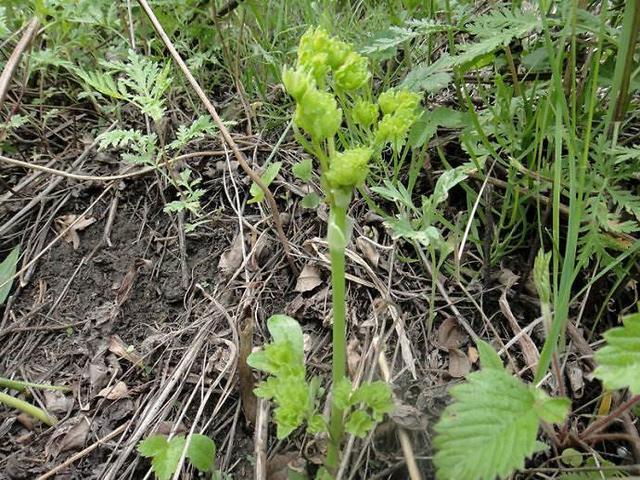 蘑菇|长白山赐予我们的“美味”,你是不是都吃过?