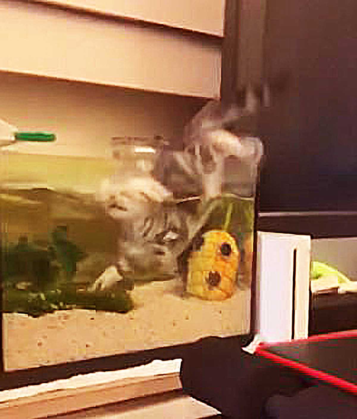 女子怕小猫偷吃，将食物全藏好，却发现低估了它，画面让人笑喷！