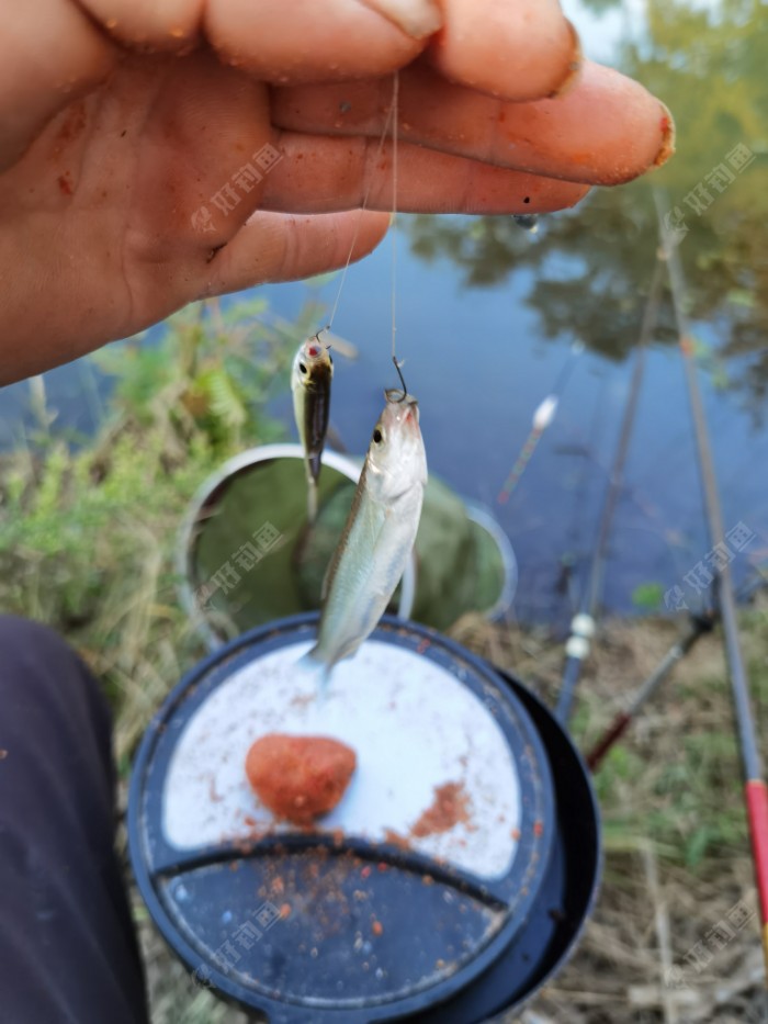 鳑鲏|大河鱼难钓,小河抽白条