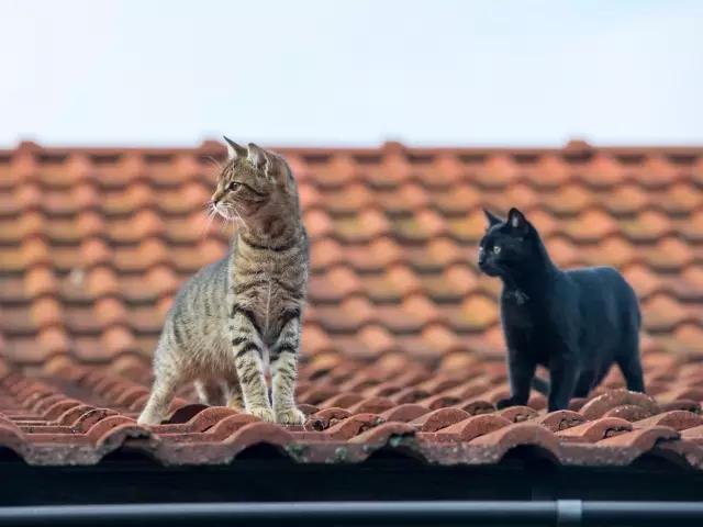 如何才能弄清楚，你家主子究竟喜不喜欢被你抱？