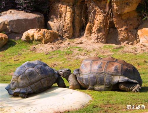 瑞典@世界最长寿的树在瑞典现世，活了9500年，仍在生长，全球仅此一棵