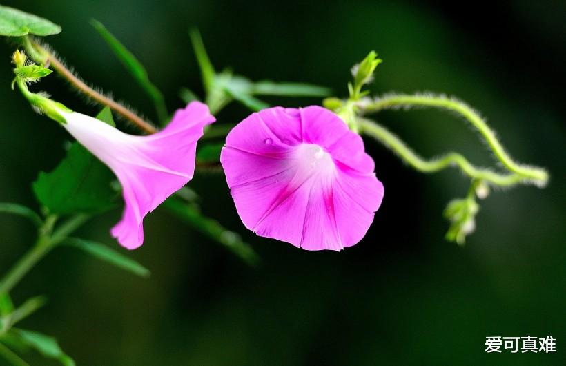 生肖@属羊人，“请做好准备”，明后两日别离家，观音娘娘来敲门，接下100%有喜