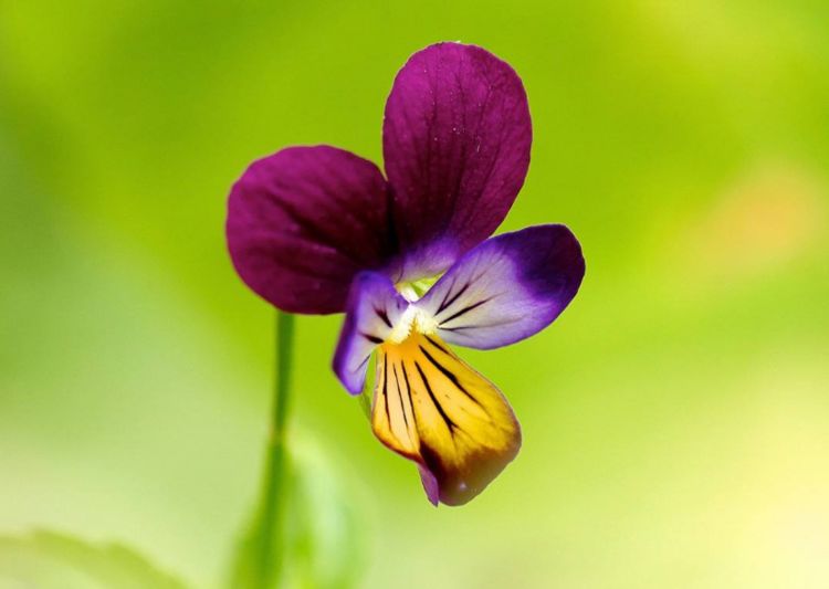 生肖:“一辈子不缺男人”的3种生肖女,对老公很好,丈夫要珍惜