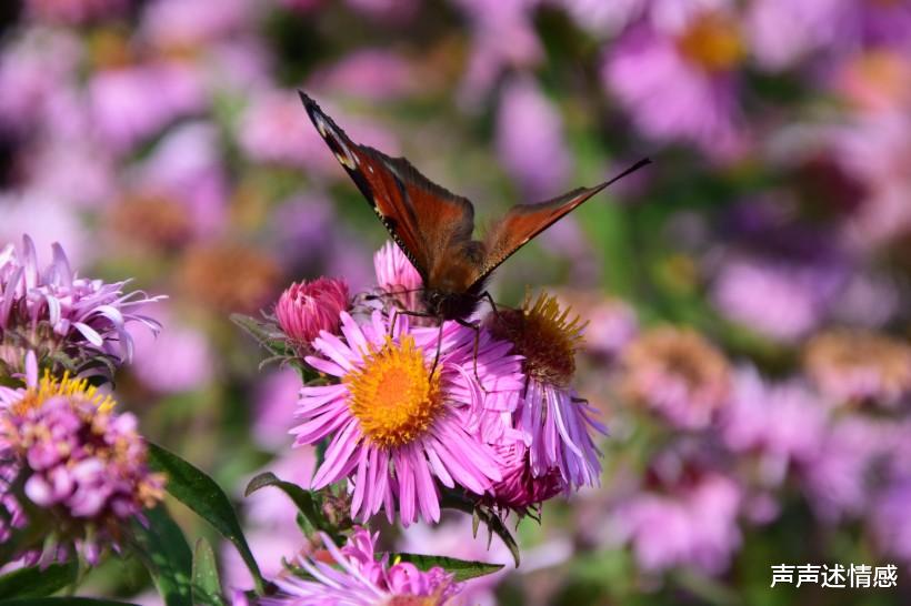 生肖：7月期间，良缘涌现，桃花爆棚，相亲遇见好姻缘的4大生肖