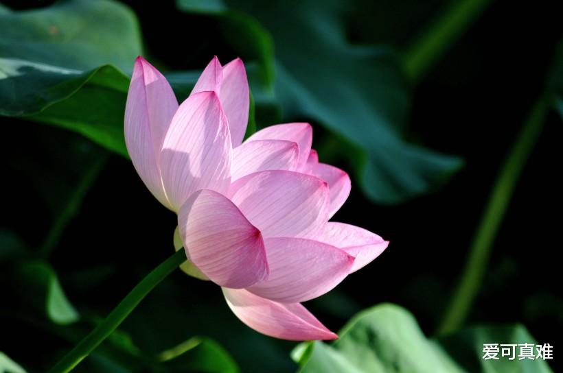 『生肖』稳住！稳住！！羊羊羊：6月上旬“五百年奇遇的大喜事”, 好事成双来！