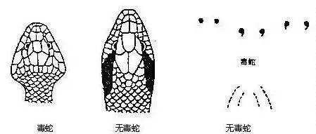 蛇那么可怕,为什么老人却说“家蛇不能打”?