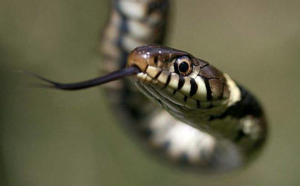 [蜜蜂]报复心最强的4种生物，其中一种即使掉了脑袋，也要把人咬垮