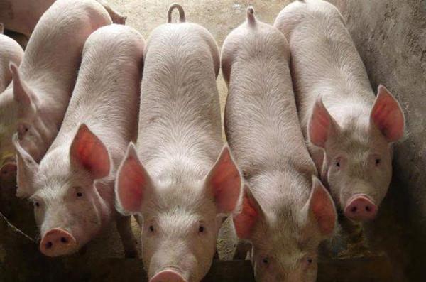 白银|生猪价走跌，养猪人战线联盟土崩瓦解？专家：猪肉好时代要来了