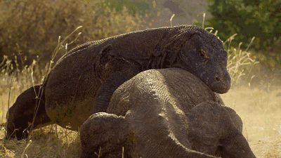 『木星』动物不交配也能产生后代吗？