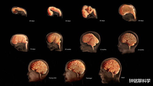 智人|人的大脑大约相当于多大内存？