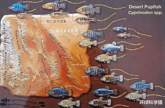 科学家|人类技术这么发达，为何征服不了38条沙漠鱼？可能只能任其灭绝