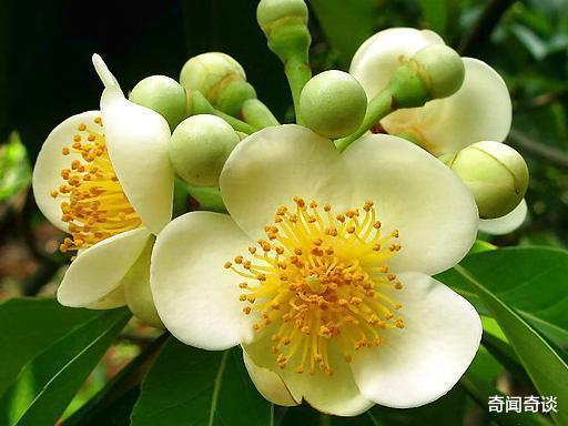 |花朵芳香四溢，却具有强烈毒性，被用于涂抹箭头捕猎