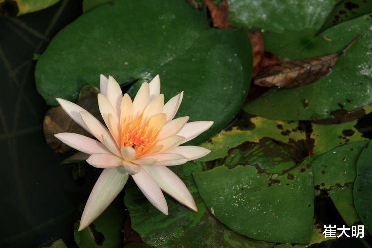 『生肖』6月下旬开始天降大财，事业兴旺，福泽深厚的四大生肖