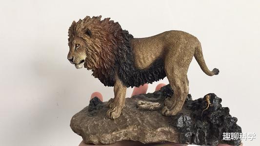 狮子|世界上现存体型最大的狮子,早已野外灭绝,珍贵程度堪比大熊猫