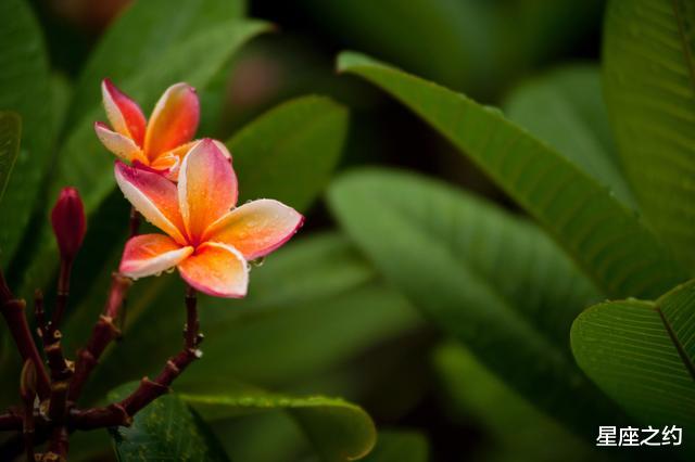 摩羯座|在8月中旬,桃花绽放,机缘巧合,佳偶天成的三大星座