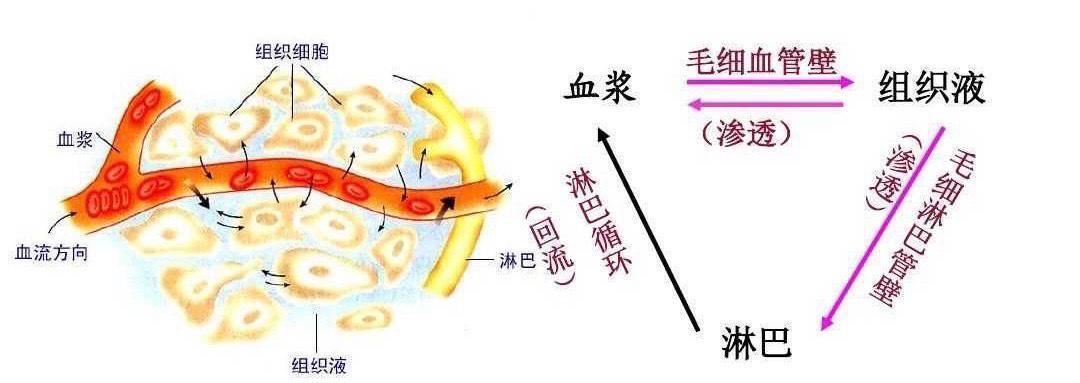 @我们为什么必须要吃盐?是因为味道还是有更深层次的原因?