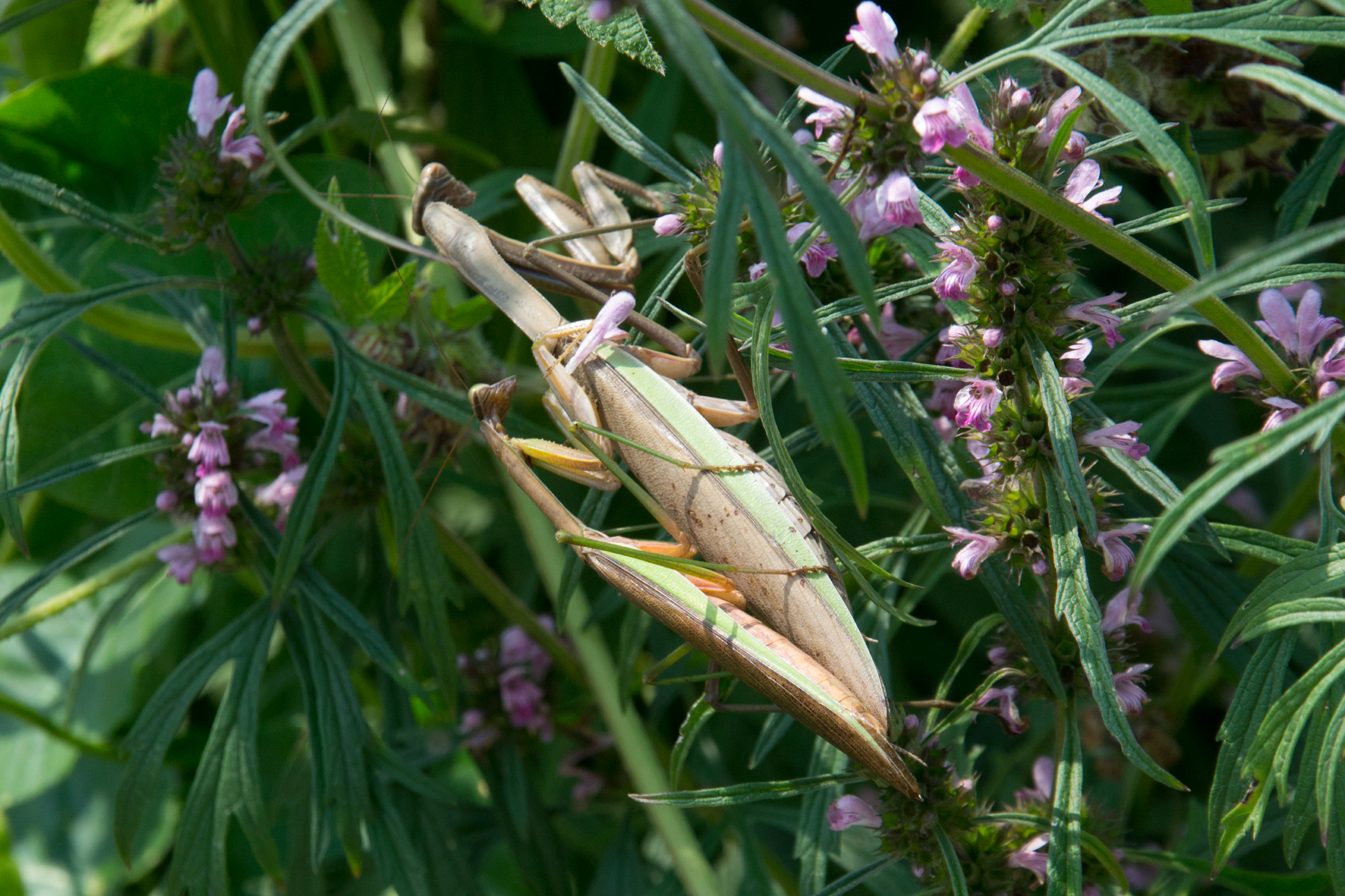 昆虫|螳螂,昆虫界战斗力爆表的刀客,却终难敌人性的贪婪