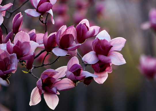大旺|进入8月,事业大旺,4属相财运顺,喜事临门,日子富足有余