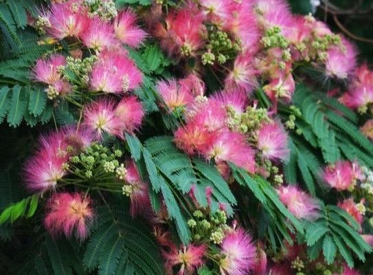 吉星|11月一到，4属相吉星傍身，贵人相助，双喜临门，生活美满