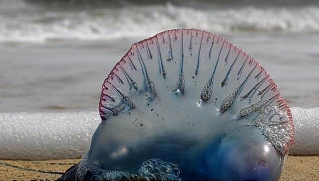 [骆驼]几个死掉却比活着更危害人类的动物，其中之一是我们常见的骆驼