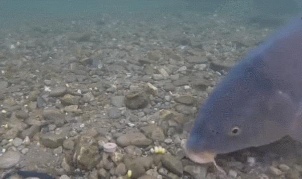 「」五一钓鱼，这4个钓位就别去了，钓不到鱼，还烦死人