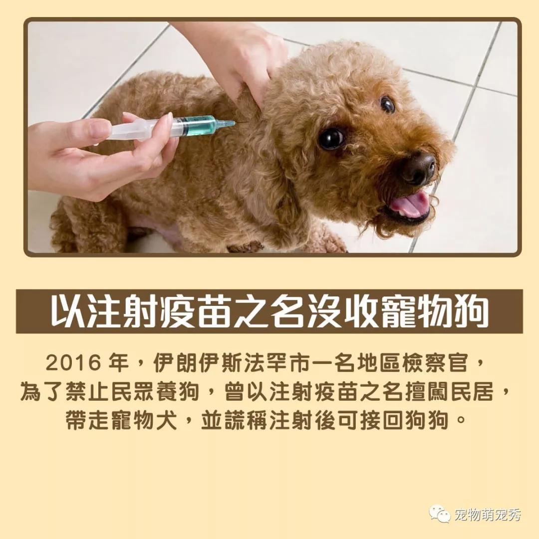 遛狗也有罪？设有狗监狱？这7件事告诉你在伊朗养狗有多难！