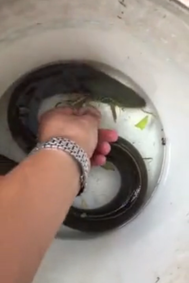 『千岛湖』半米长“大泥鳅”？男子千岛湖钓到“稀罕物”，整个千岛湖没几条