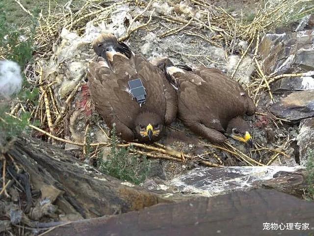 科学家为研究草原鹰的迁徙，便安装上GPS装置，随后却哭穷了