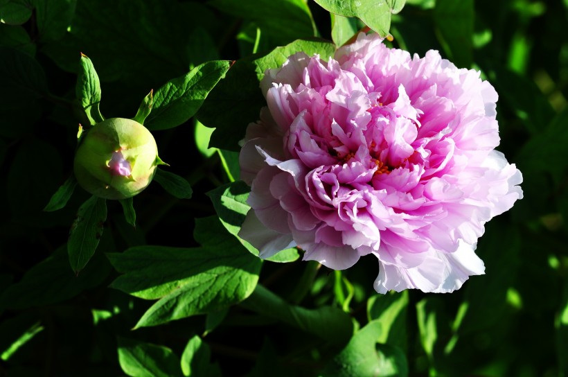 生肖：7月起，姻缘缠绕，将旧情复燃，出双入对形影不离的四大生肖