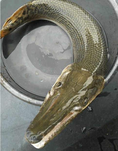 熊孩子|河边蹲一天, 最后就钓上来这个，哈哈哈究竟是个啥嘛，能不能吃啊？