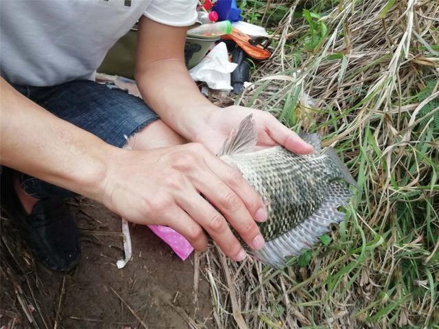 水库@钓到这几种鱼千万别吃，赶紧放掉！