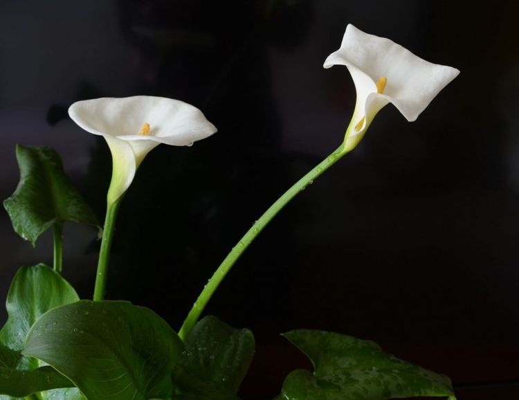 处女座|未来2周，百转千回还是你，再续前缘，唯真爱不可辜负的4大星座