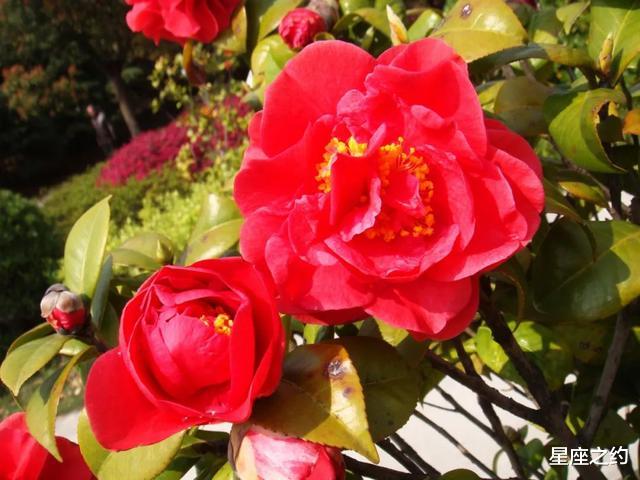 「星座女」一旦遇到麻烦,习惯一个人扛的三大星座女