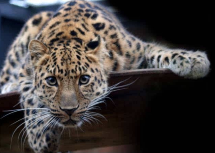 陕西|意外之喜！陕西发现4只稀缺生物，研究员：它是中国特有物种