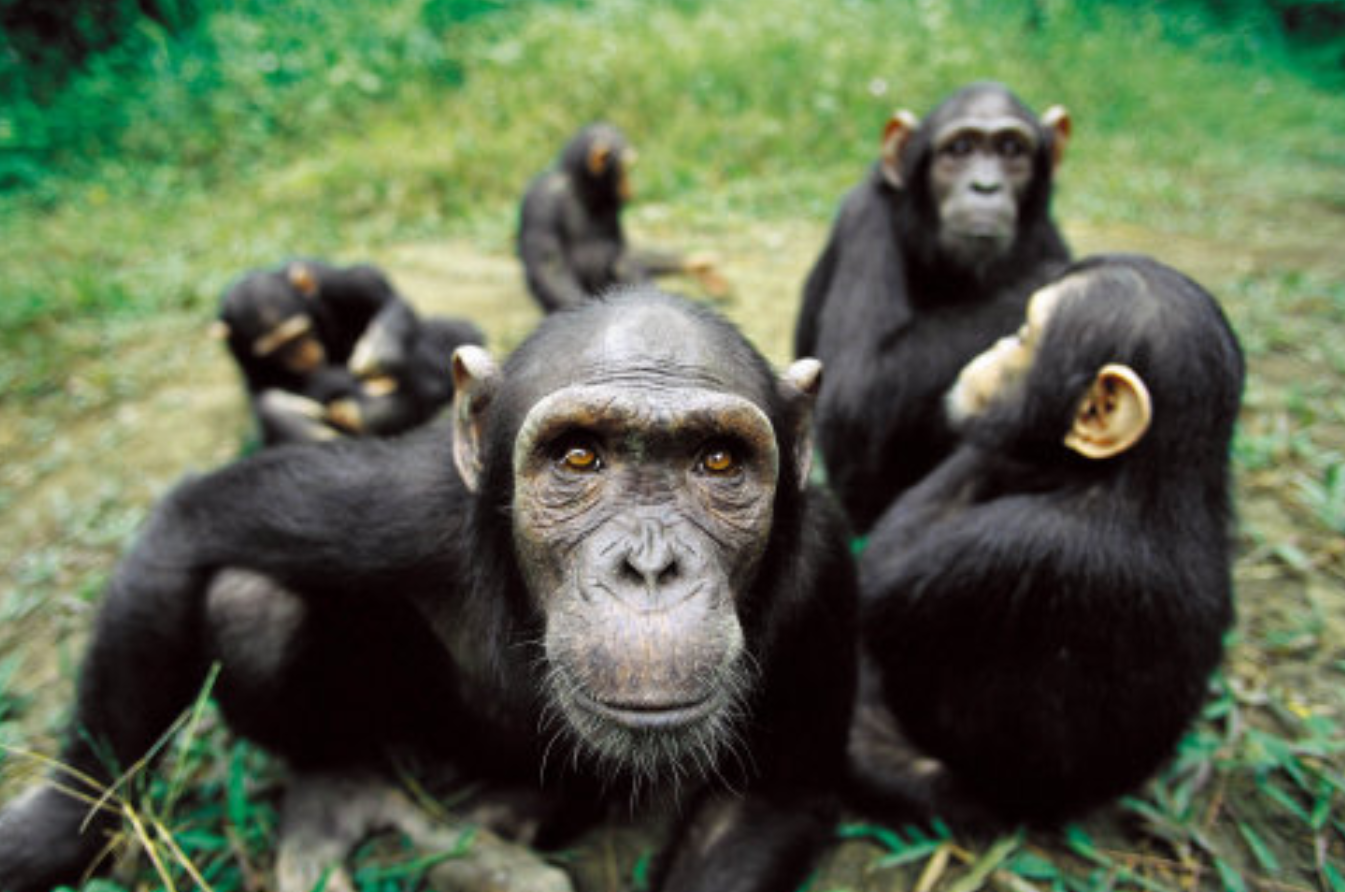 科学家|人和黑猩猩后代实验，外国科学家寻找的5个女子，结果怎样？