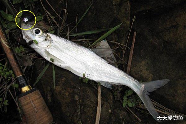 饵料|钓鱼10多年，未必知道这些假饵钓法，“骗”鱼咬钩，轻松钓大鱼！
