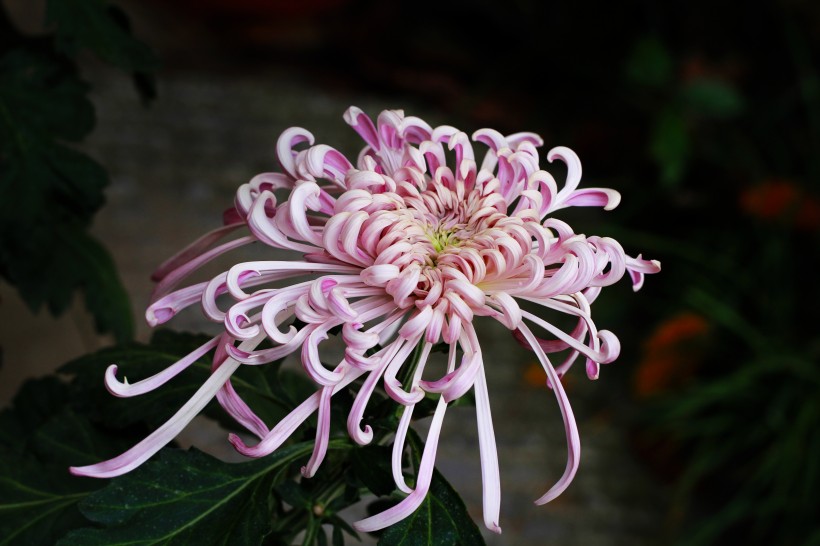 『生肖』7月份期间：桃花熠熠生辉，月老触动姻缘，拥有心动的爱恋的4生肖