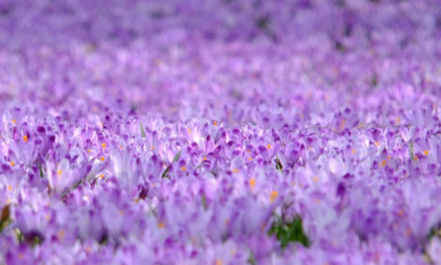 【运势】6月大有作为，上有喜鹊喳喳叫，下有财神送财来的三个生肖