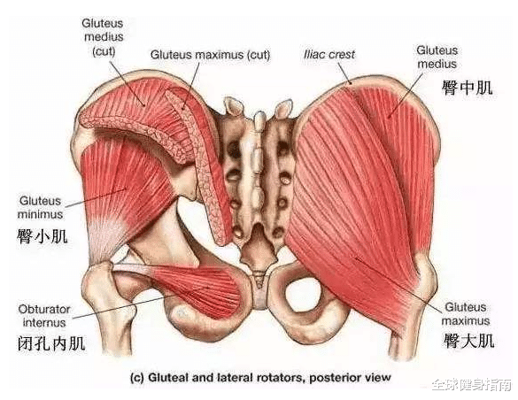 臀部|每天100个臀桥，没想到一个月之后......