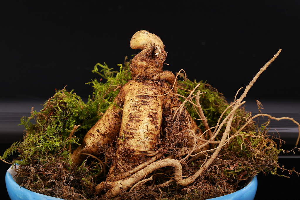 发病率▲李时珍称它“赛人参”,经常泡水喝,还你“婴儿肝”