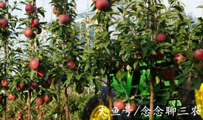 「水果」为什么现在的果农喜欢给水果打催熟剂？这么做的原因有哪些？