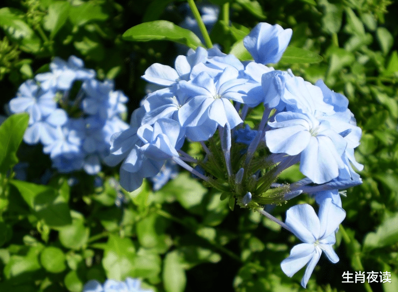 生肖|2月，事业发展蓬勃，职场大展拳脚，3生肖前途光明，能够熬出头