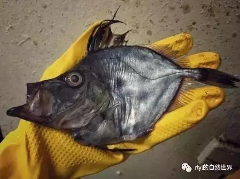 据说有些鱼的长相，全靠想象力！胆小的就不要点进去看了