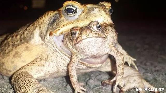 [蟾蜍]每次螳螂交配后，母螳螂都会吃掉公螳螂！为什么公螳螂还不跑？