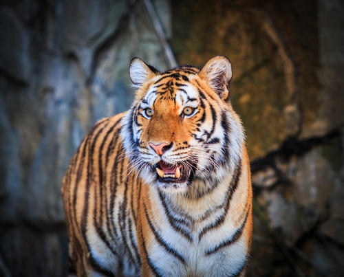 「东北虎」哪种食肉动物可以打败东北虎?为什么?