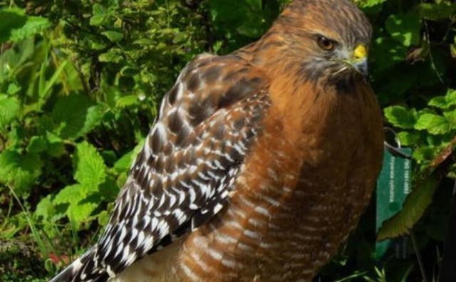 【黑鹰】美国加州出现鹰类杂交，引起科学家注意，动物杂交越来越普遍了？