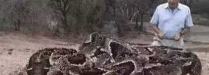 「毒蛇」世界体型最大的六种毒蛇, 黑曼巴仅排第四, 第一第二都在中国!  李青说娱乐