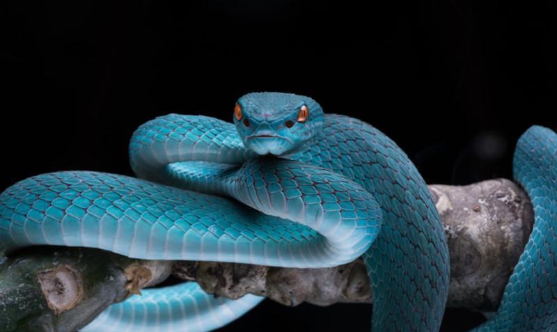 生物学家@为何我们会惧怕蛇?生物学家:这与远古人类有关